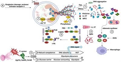 Neutrophil extracellular traps in bacterial infections and evasion strategies